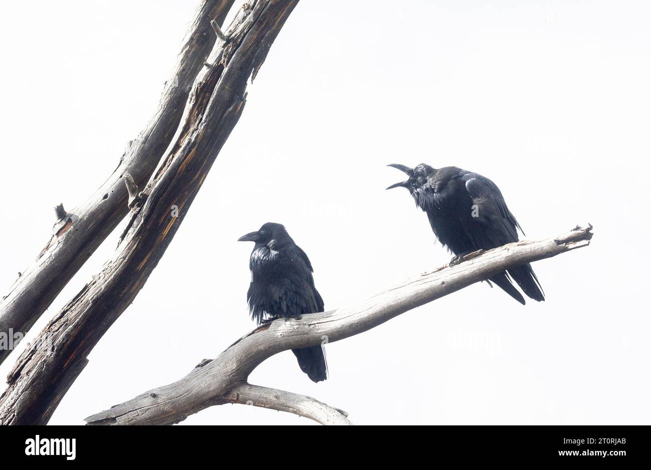 Two Ravens Hi Res Stock Photography And Images Alamy