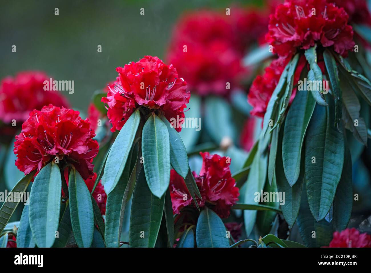 Close-up of rhododendron flowers in full bloom Stock Photo