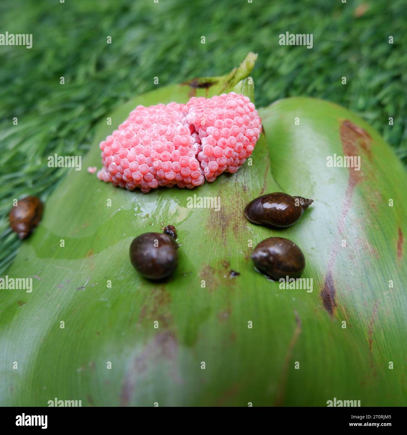 Pink eggs of snails with some of its juvenile snails Stock Photo