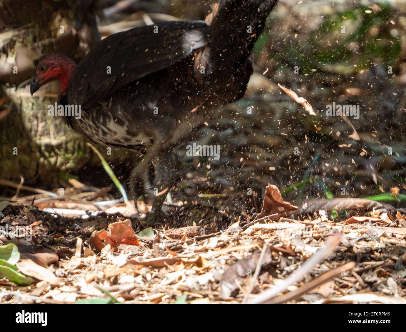 A Bush or Brush Turkey in action digging its mound, specs of dirt, mulch and leaves flying