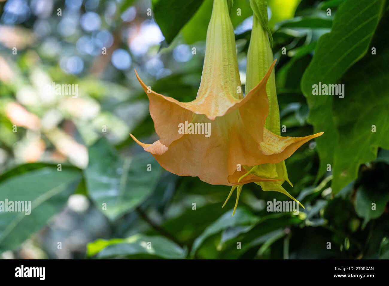 Flowering angel's trumpet (Brugmansia candida) at the State Botanical Garden of Georgia in Athens, Georgia. (USA) Stock Photo