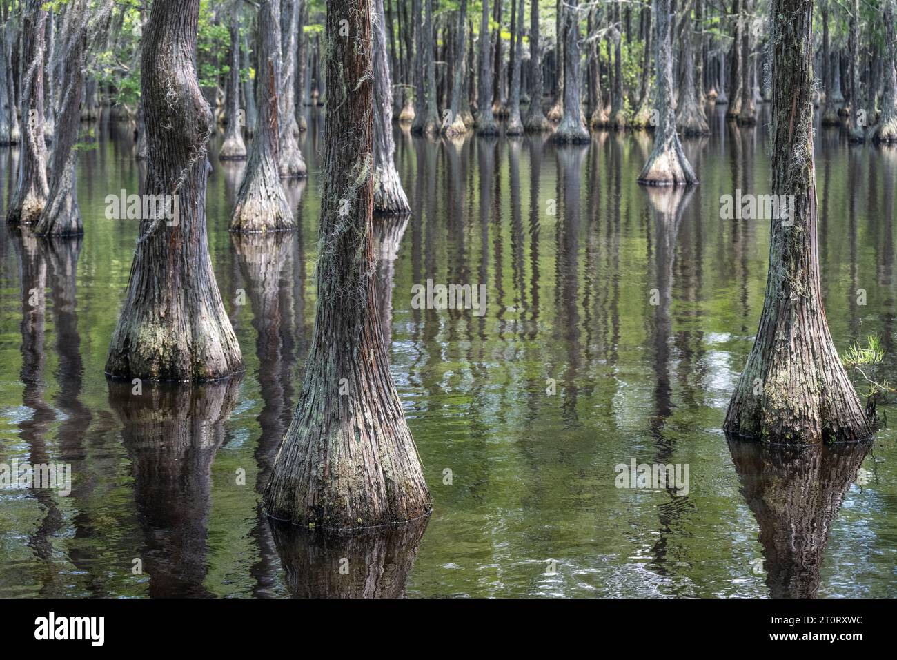 Submerged cypress forest at George L. Smith II State Park, popular for its kayak trails, in Twin City, Georgia. (USA) Stock Photo