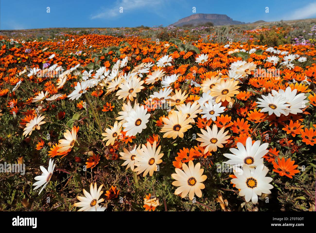 Colorful spring blooming wildflowers, Namaqualand, Northern Cape, South Africa Stock Photo