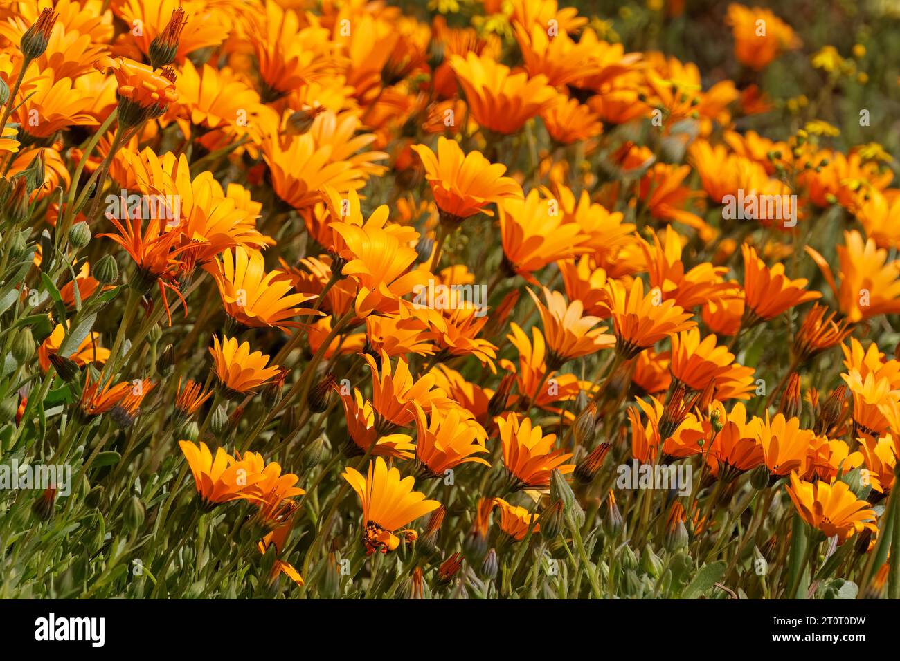 Colorful blooming Namaqualand daisies (Dimorphotheca sinuata), Northern Cape, South Africa Stock Photo