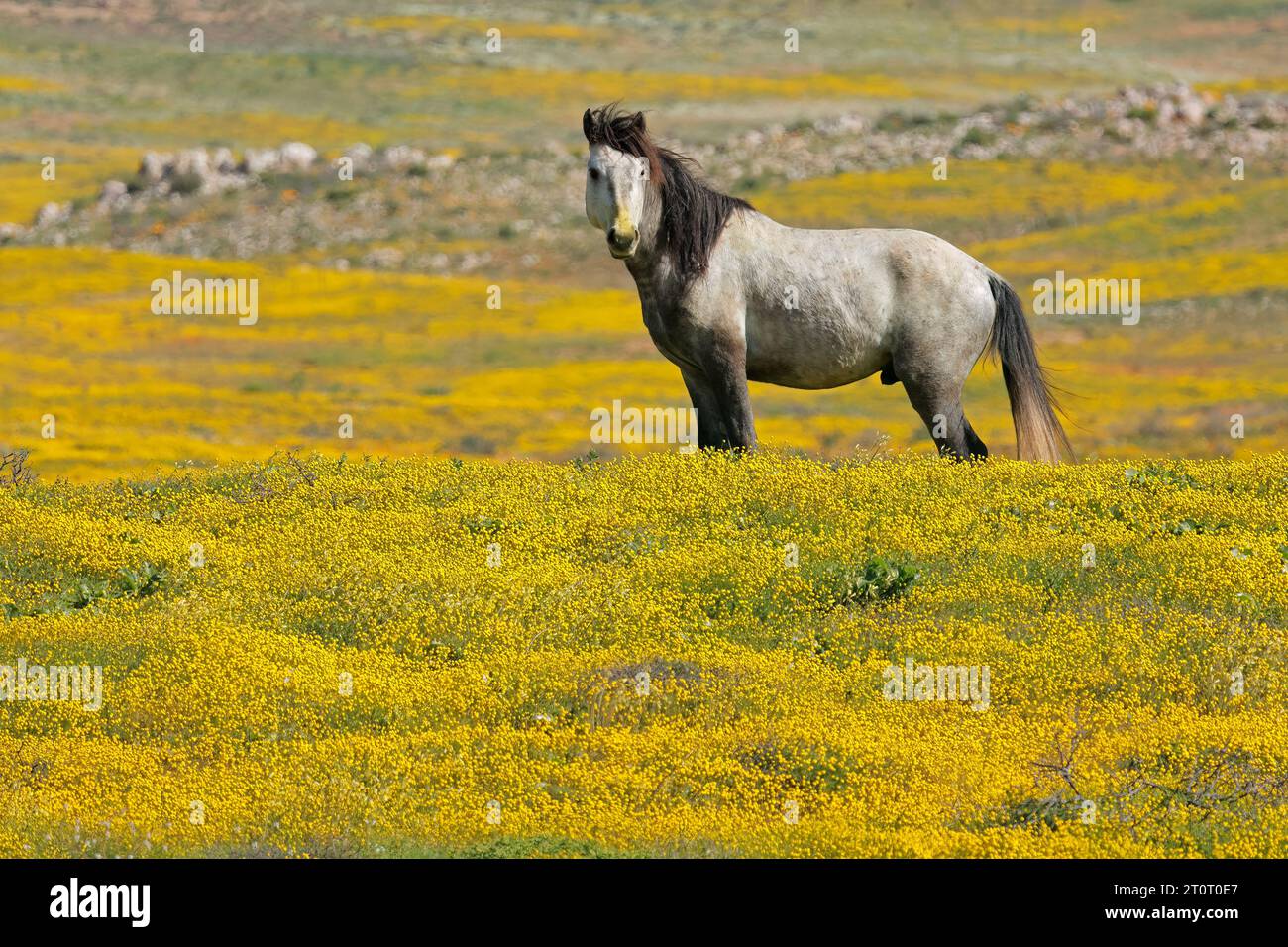A free-range horse standing in a field with yellow wild flowers, Namaqualand, South Africa Stock Photo