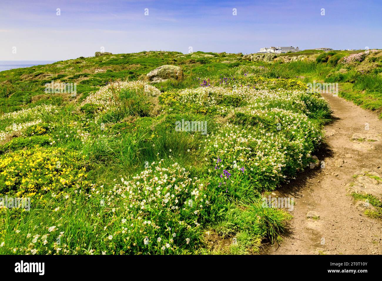 Wildflowers beside the South West Coast Path near Land's End on a sunny spring day. Stock Photo