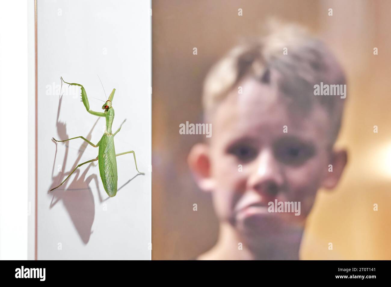 Large mantis sits on wall while shocked boy looks through glass door. Child shocked by meeting exotic insect at home. Bug and disgusted kid Stock Photo