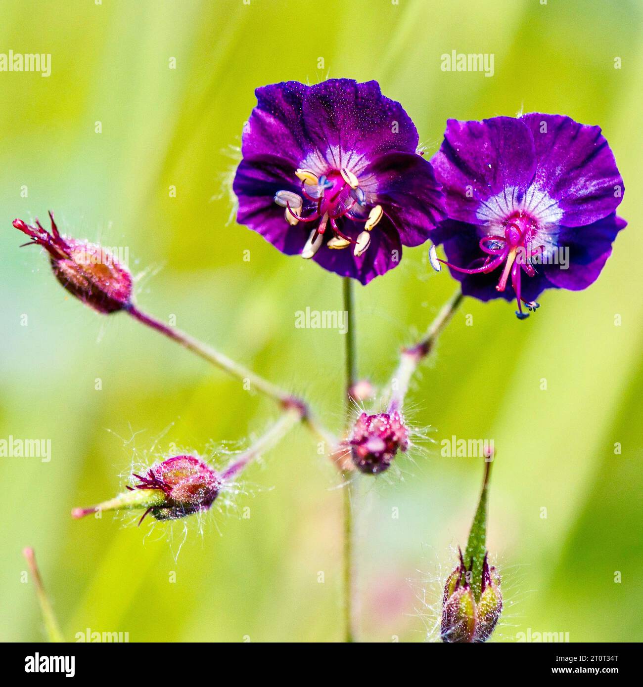 Beautiful wildflowers similar to meadow geranium. Stock Photo