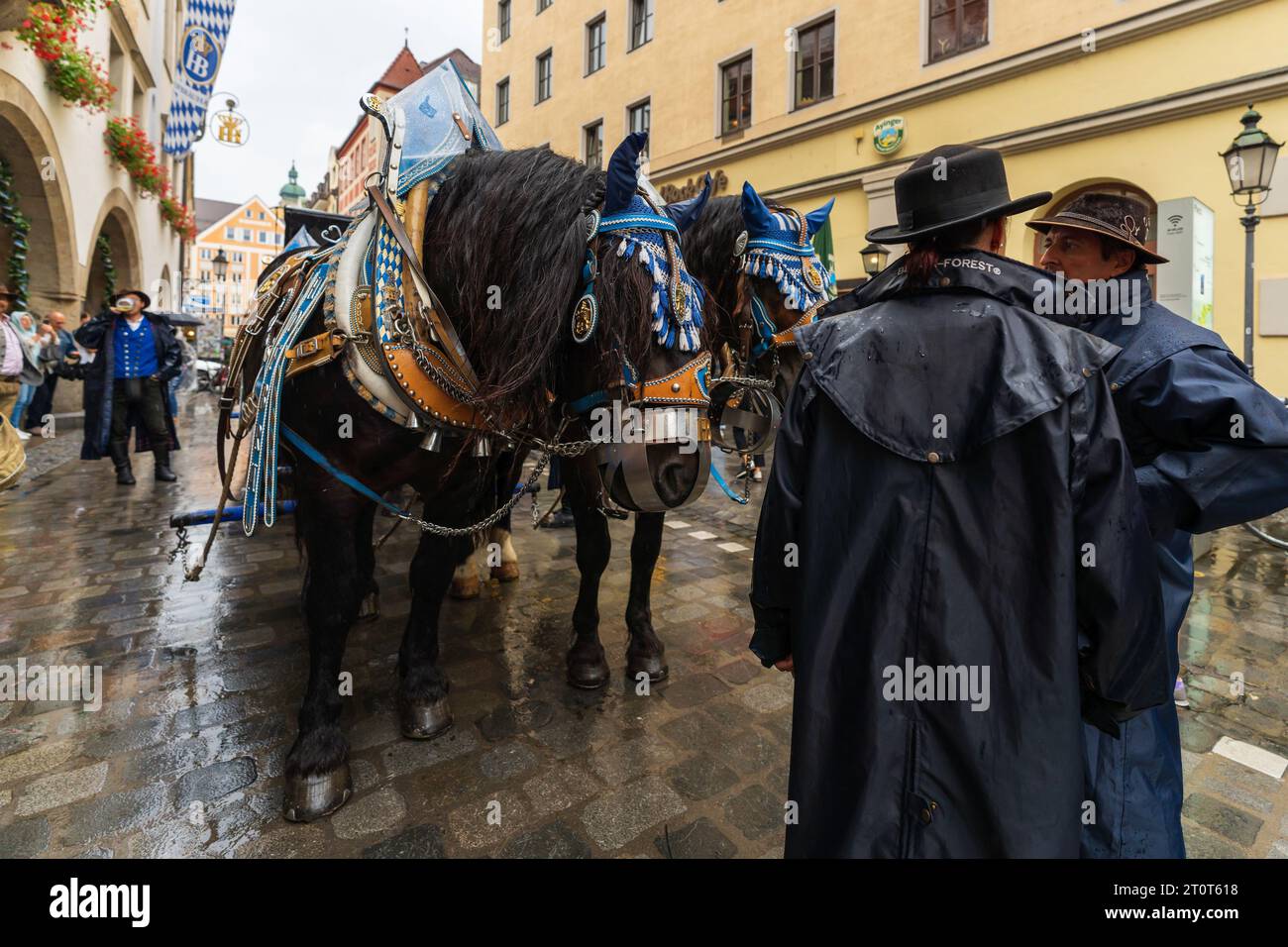 Munich, Germany, EU - Sept. 13, 2023. Oktoberfest Hofbrauhaus beer festival parade float with a horse carriage full of kegs, barrels of beer, drivers. Stock Photo