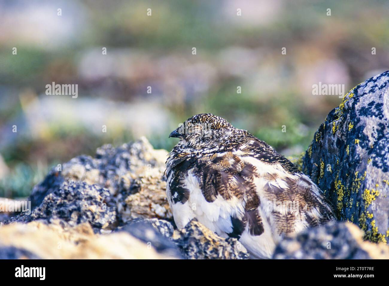 White-tailed ptarmigan sleeping in a rocky terrain Stock Photo