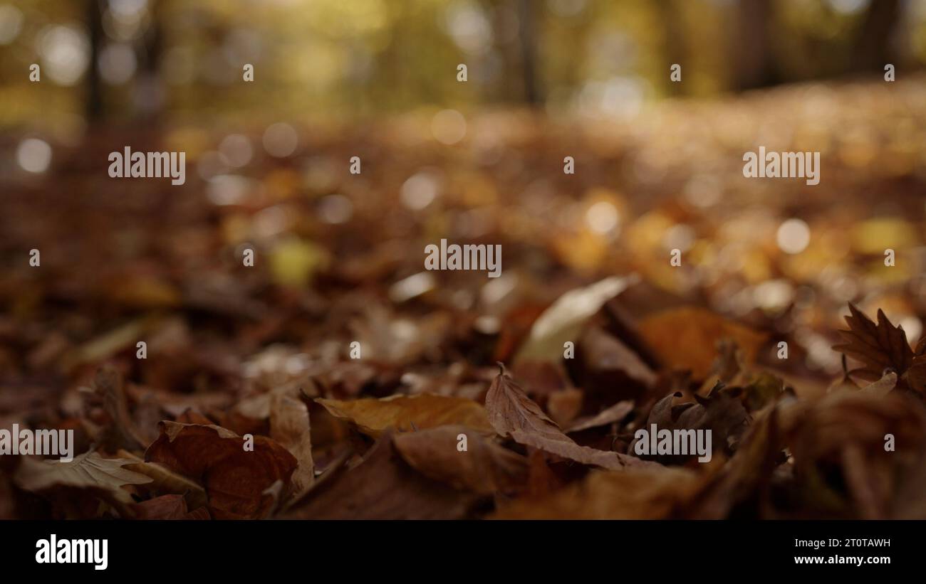 fallen autumn leaves on a ground in forest, wide photo Stock Photo - Alamy