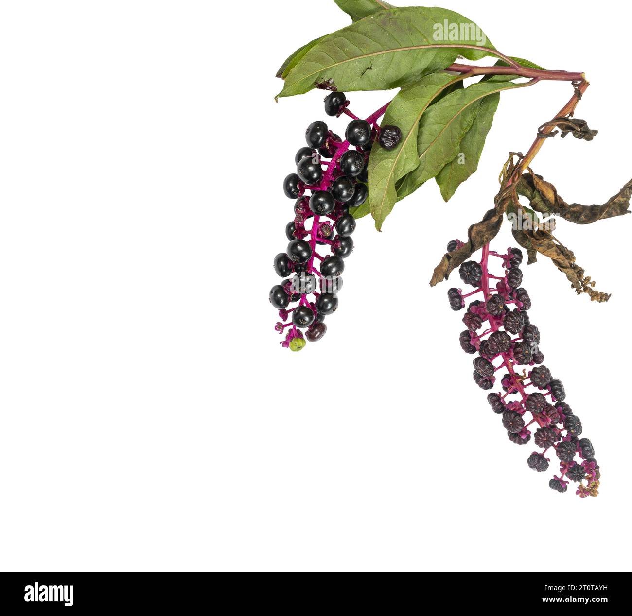 pokeweed berries in autumn on a transparent background Stock Photo