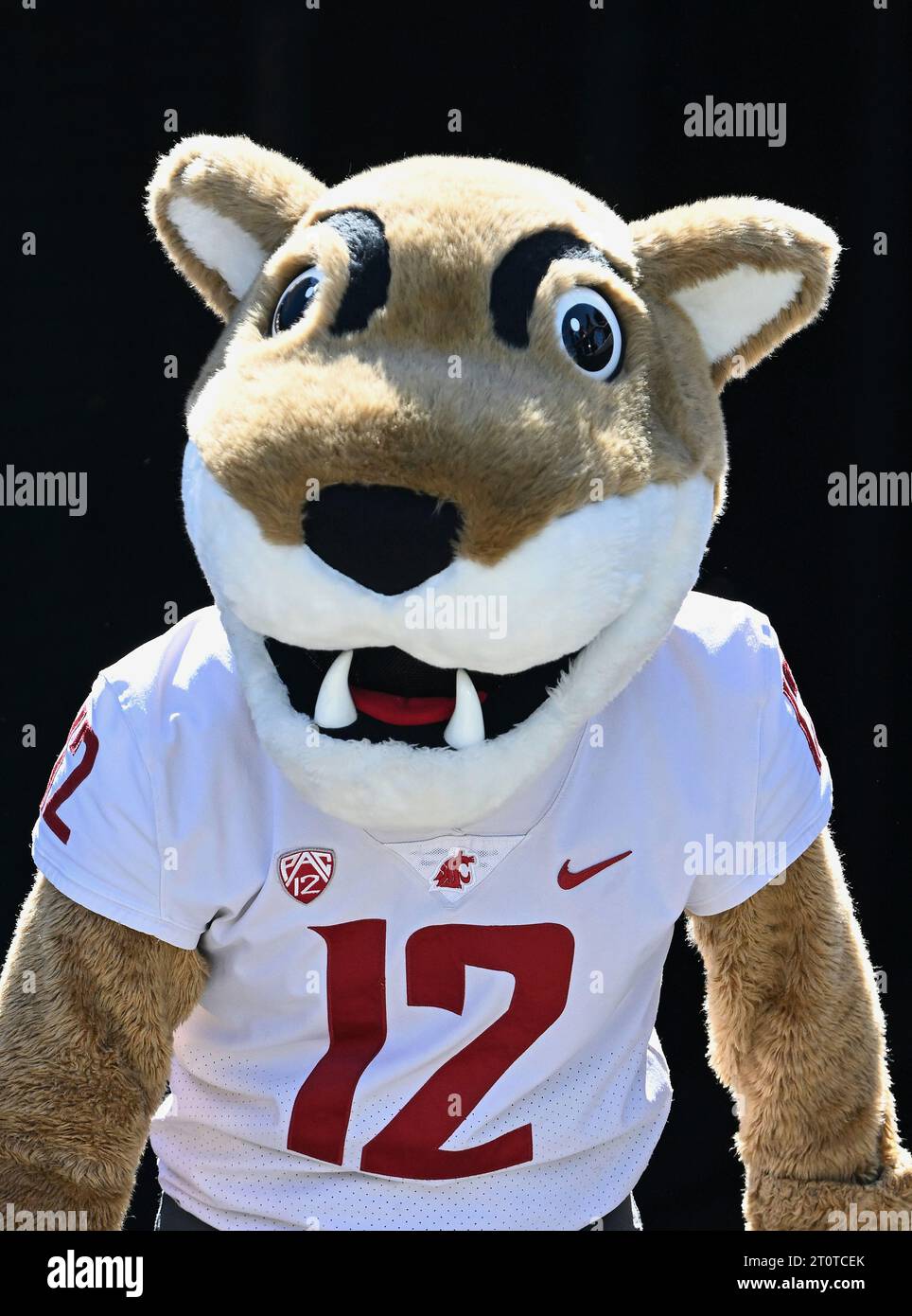 PASADENA, CA - OCTOBER 07: Washington State Cougars mascot Butch on the ...