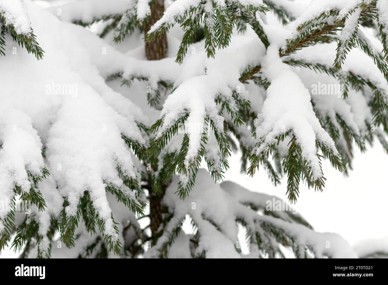 Snow covered branches of pine tree. Evergreen fir trees cloaked in frost, forest scene. Coniferous close-up adorned with ice. Snow-blanketed spruce br Stock Photo