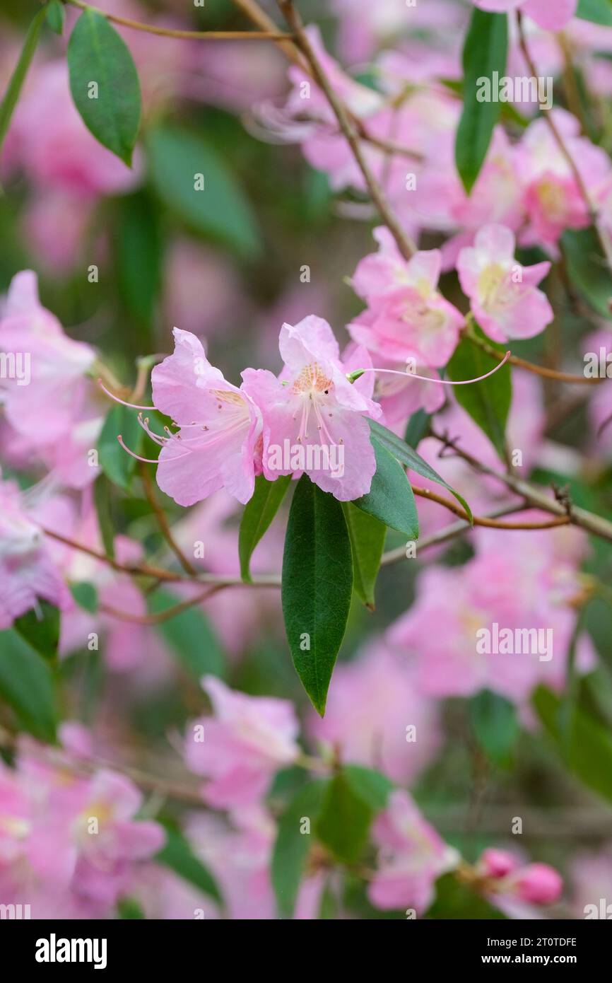 Rhododendron Airy fairy, pink flowers, spring, Stock Photo