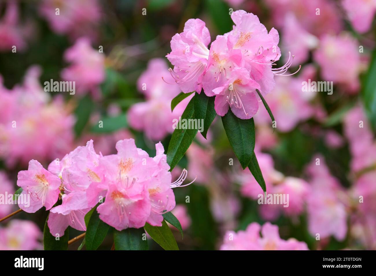 Rhododendron Airy fairy, pink flowers, spring, Stock Photo
