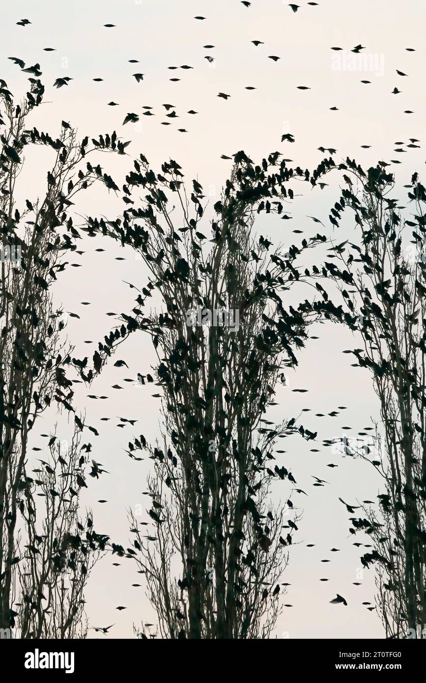Many Starlings (Sturnus vulgaris) in a Tree. Flock of starlings birds fly in the Netherlands.  Starling murmurations. Stock Photo