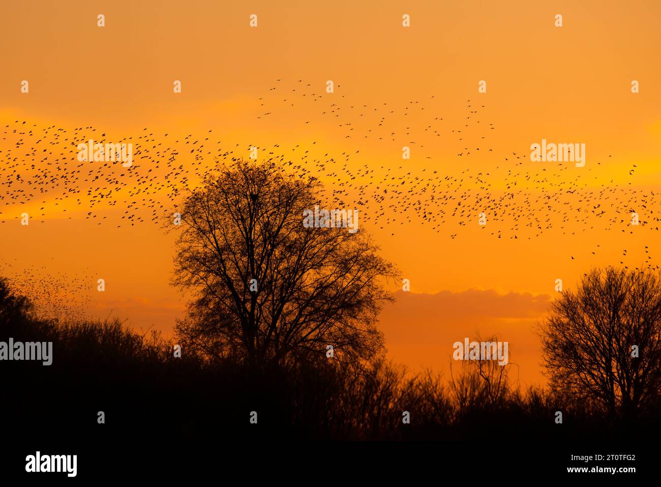 Beautiful large flock of starlings birds fly in the Netherlands.  Starling murmurations. Stock Photo