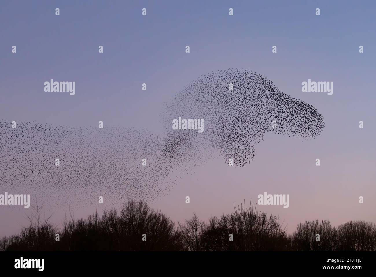 Beautiful large flock of starlings birds