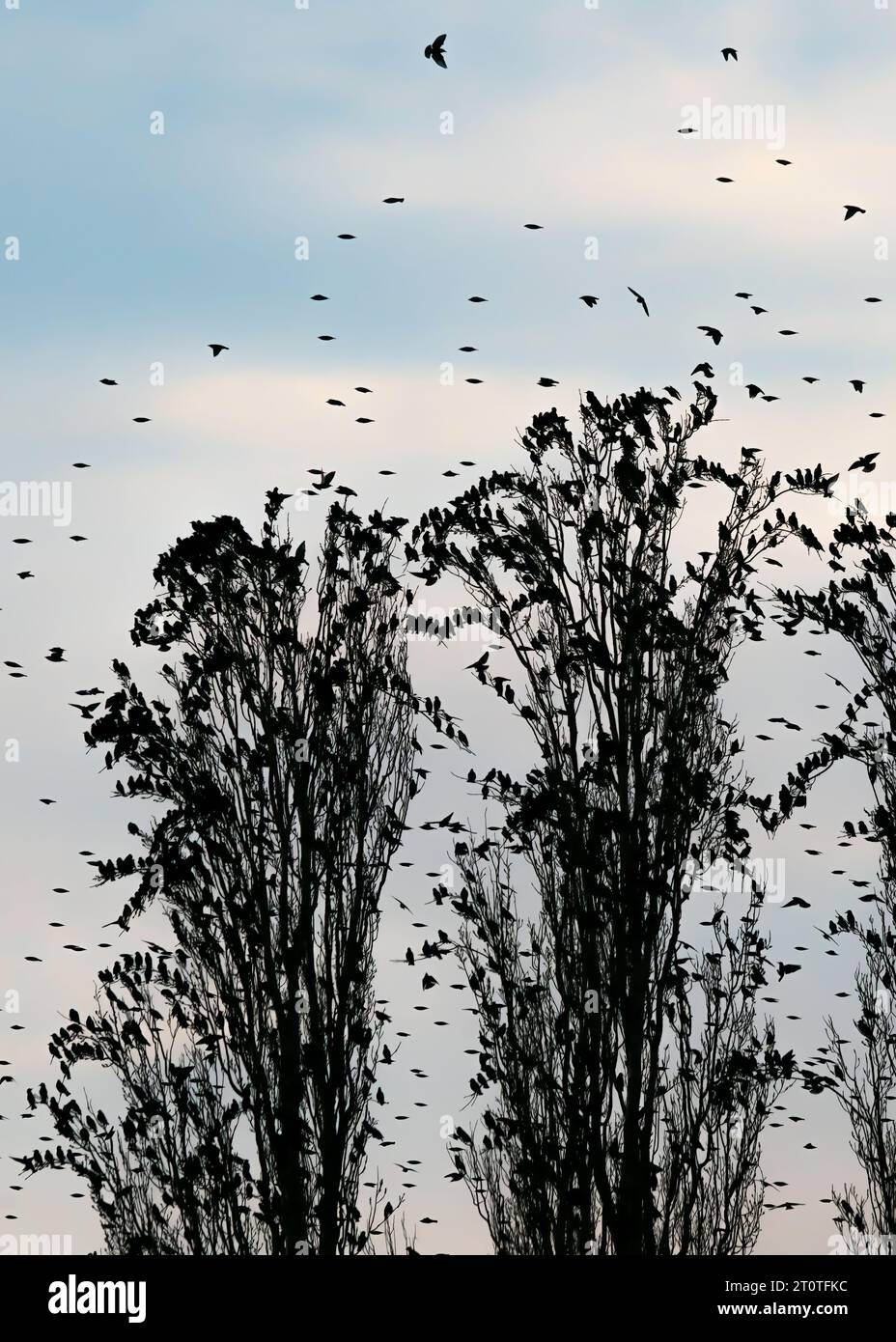 Many Starlings (Sturnus vulgaris) in a Tree. Flock of starlings birds fly in the Netherlands.  Starling murmurations. Stock Photo