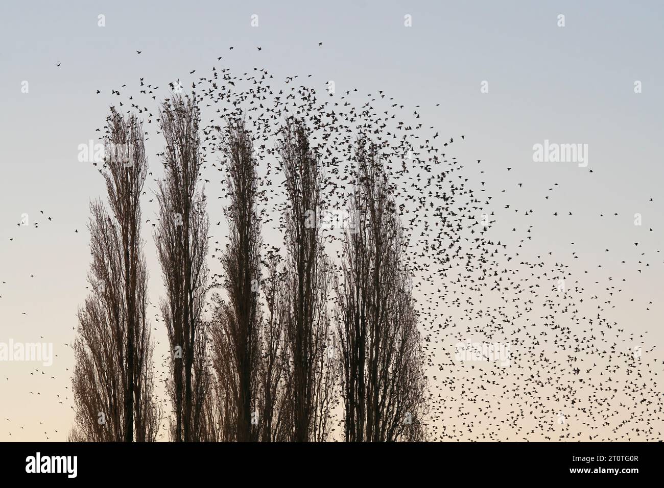 Many Starlings (Sturnus vulgaris) in a Tree. A group of Starlings fly up from a tree. Flock of starlings birds fly in the Netherlands. Starling Murmur Stock Photo