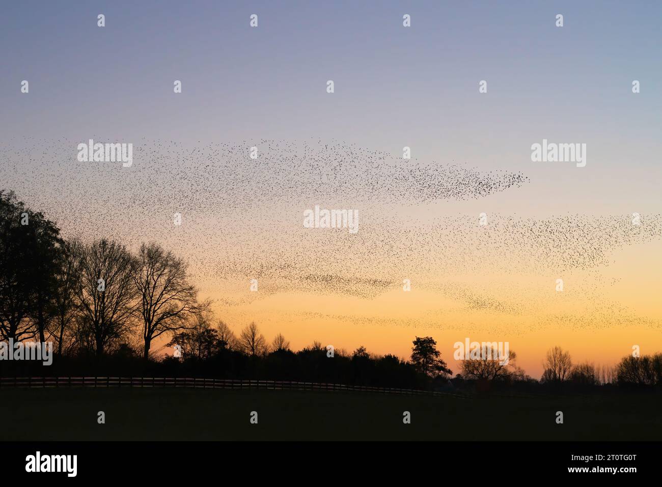 Beautiful large flock of starlings. A flock of starlings birds fly in the Netherlands. Starling murmurations. Gelderland in the Netherlands. Stock Photo