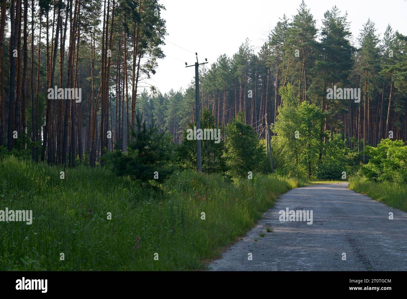Asphalt road through summer forest hi-res stock photography and images ...