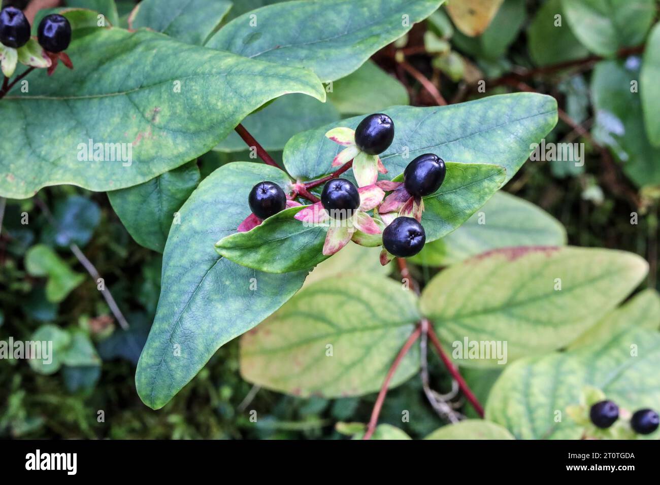 Atropa Belladonna, also known as Deadly Nightshade, early October in the woodlands at Shaugh Bridge, Devon, UK Stock Photo
