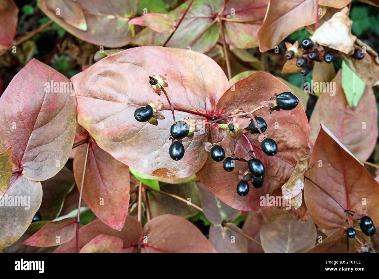Atropa Belladonna, also known as Deadly Nightshade, the plants leaves turning red early October in the woodlands at Shaugh Bridge, Devon, UK Stock Photo