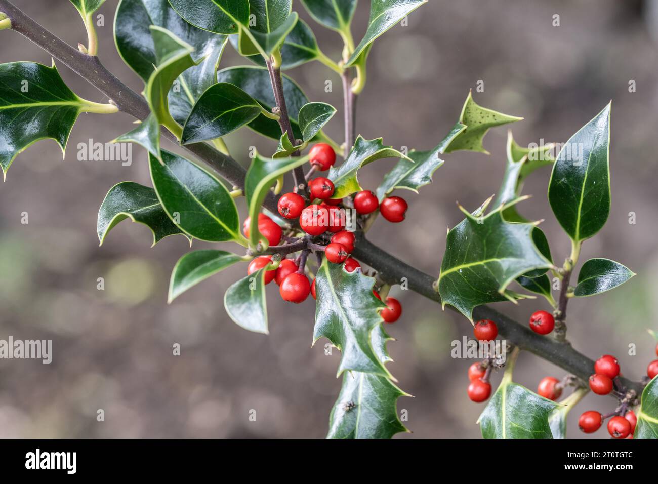 Holly with berries, Ilex aquifolium, in Yorkshire Dales Stock Photo