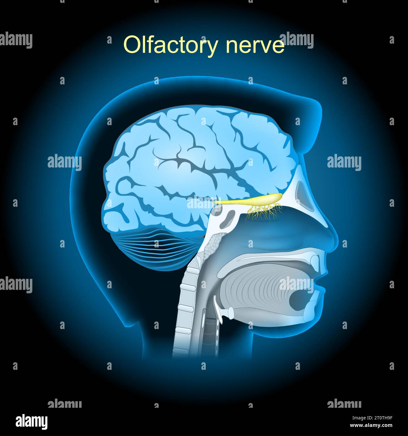 Olfactory nerve with glowing effect. Realistic transparent blue brain on dark background. side view of human head. vector illustration like X-ray imag Stock Vector