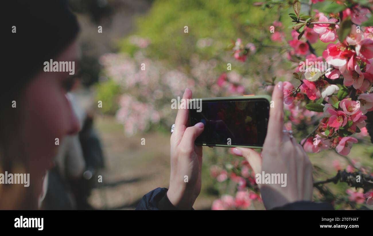 Woman making photo of pink sakura flowers blossom in Tokyo garden ...