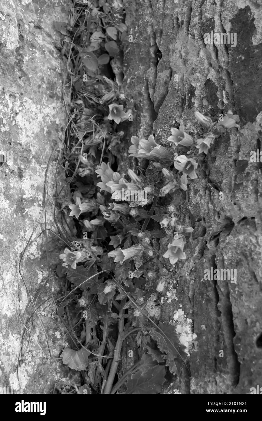 Black and white Campanula trachelium, a nettle-leaved bellflower growing between stone rock cracks Stock Photo