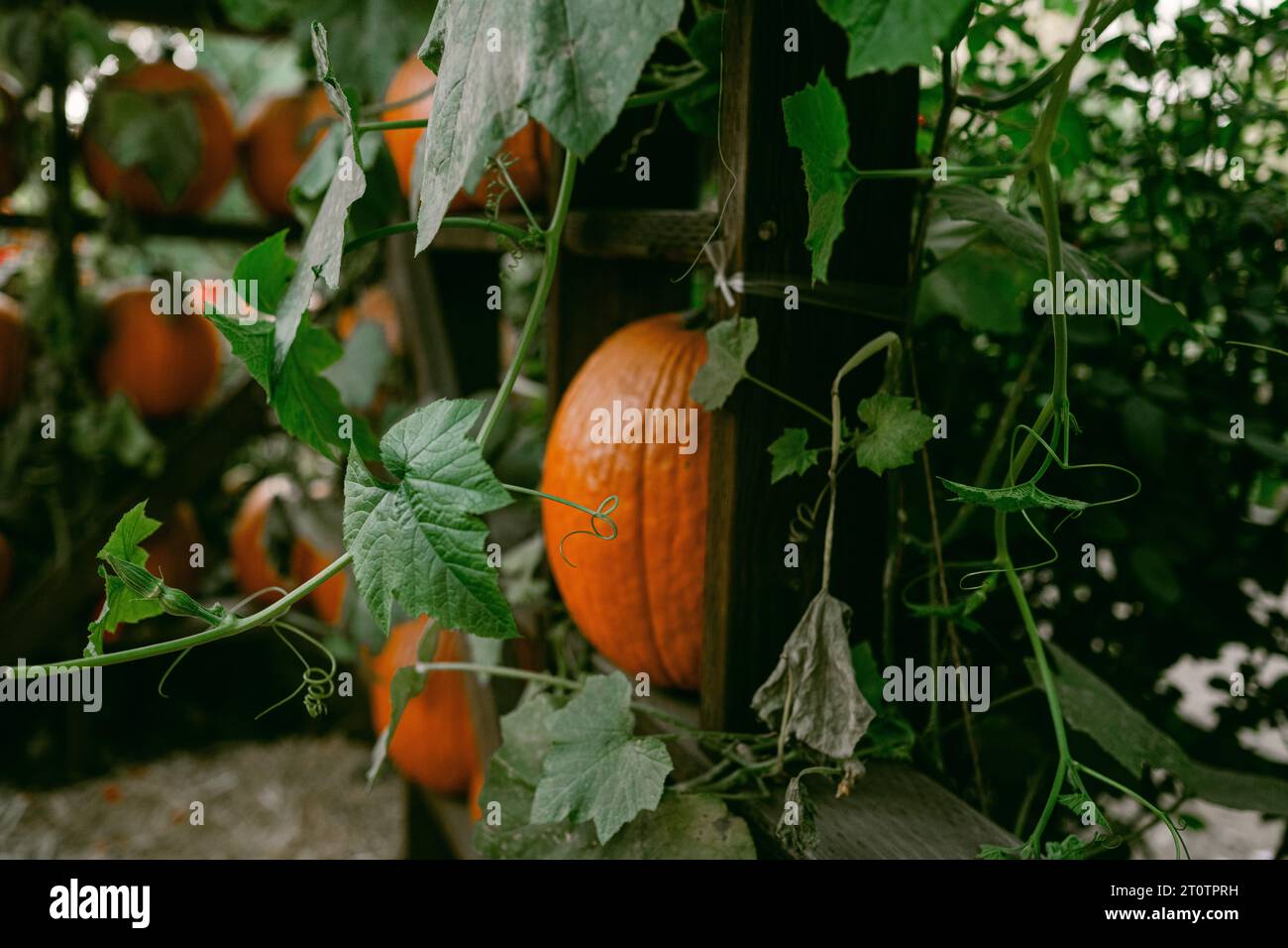 Orange pumpkin with green vines Stock Photo - Alamy