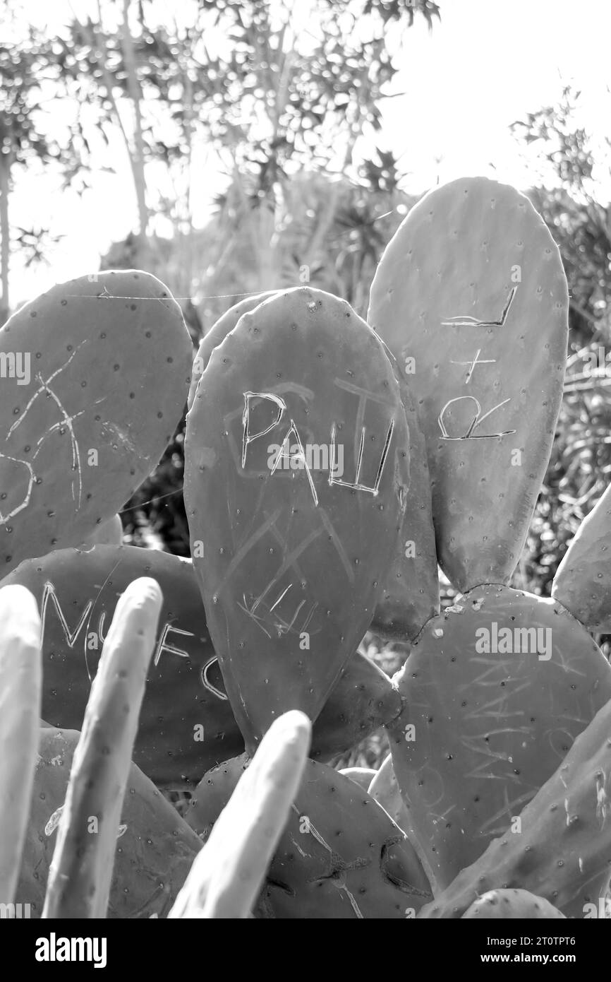 Paw and R+L engraved on green cactus at St Paul's Bay Beach, Greece in black and white Stock Photo