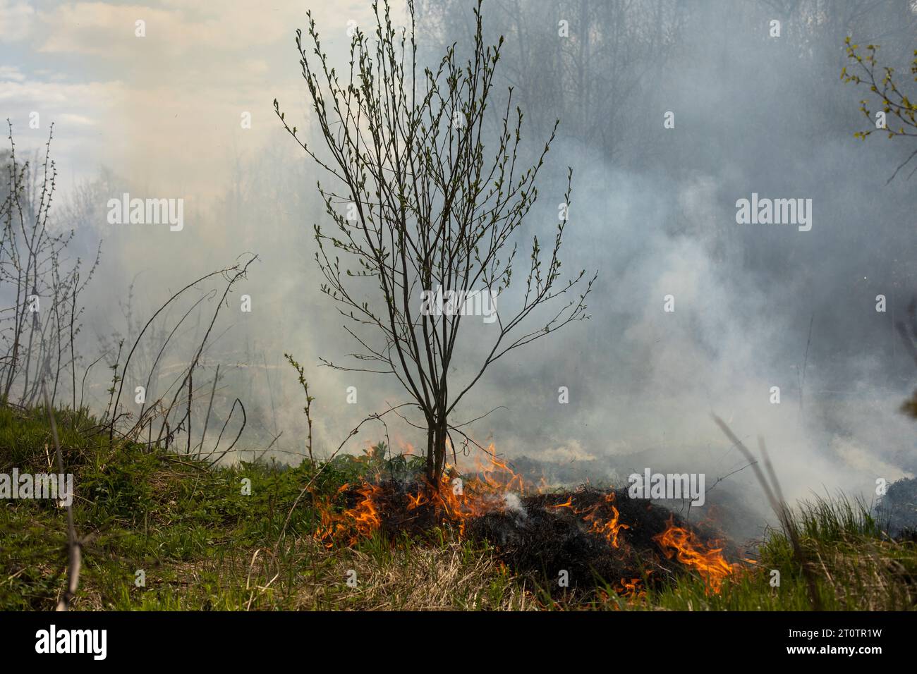 Fire in forest. Smoke and fire in nature. Burning garbage. Illegal