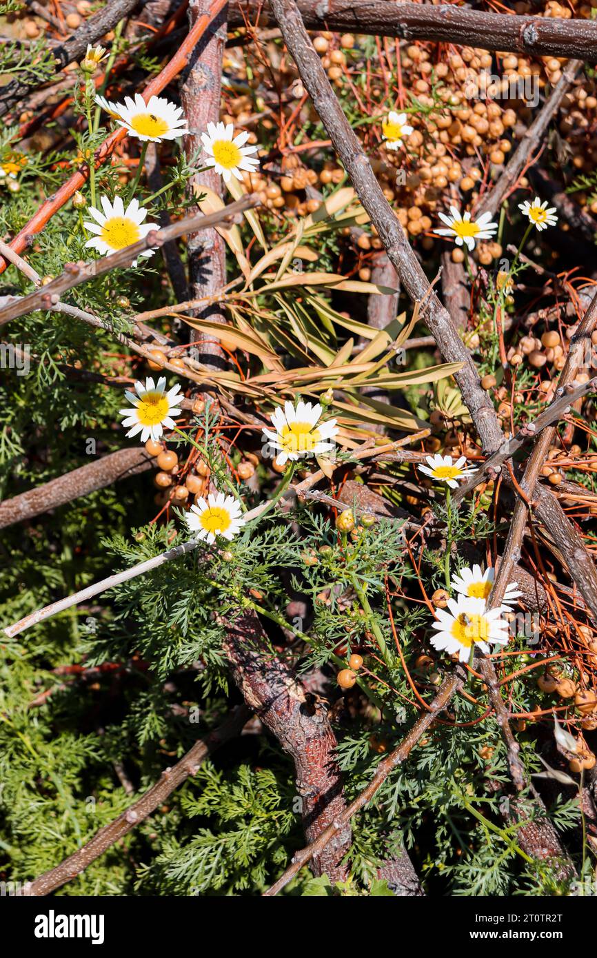 Layia platyglossa flowers commonly known as coastal tidytips growing in a greenery field Stock Photo