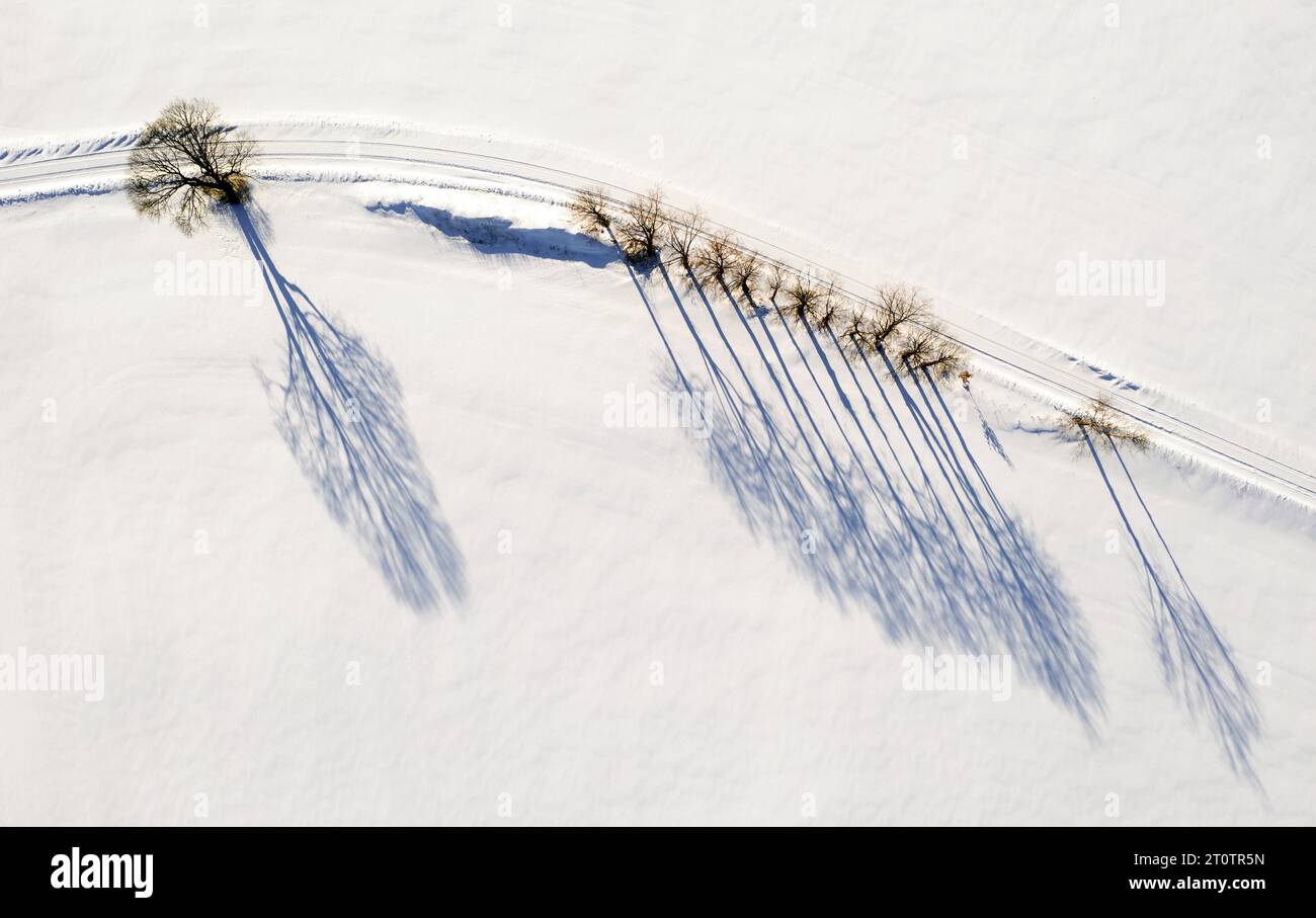 The shadow of a line of trees Stock Photo - Alamy