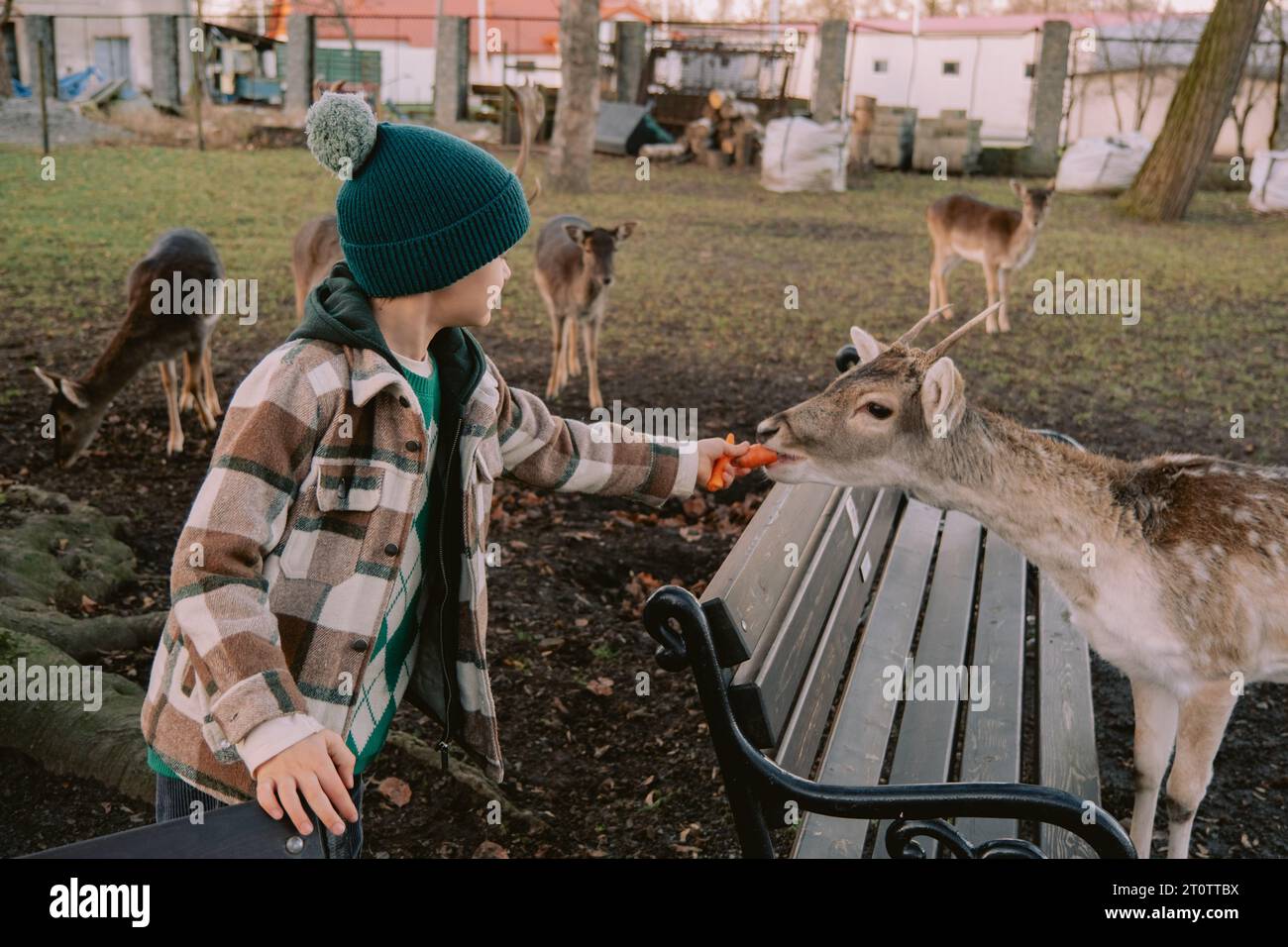 Deer bread hires stock photography and images Alamy