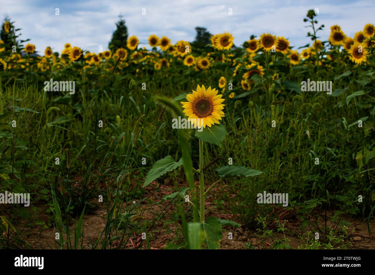 A bright yellow sunflower stands out in front of a blue cloudy sky in a ...
