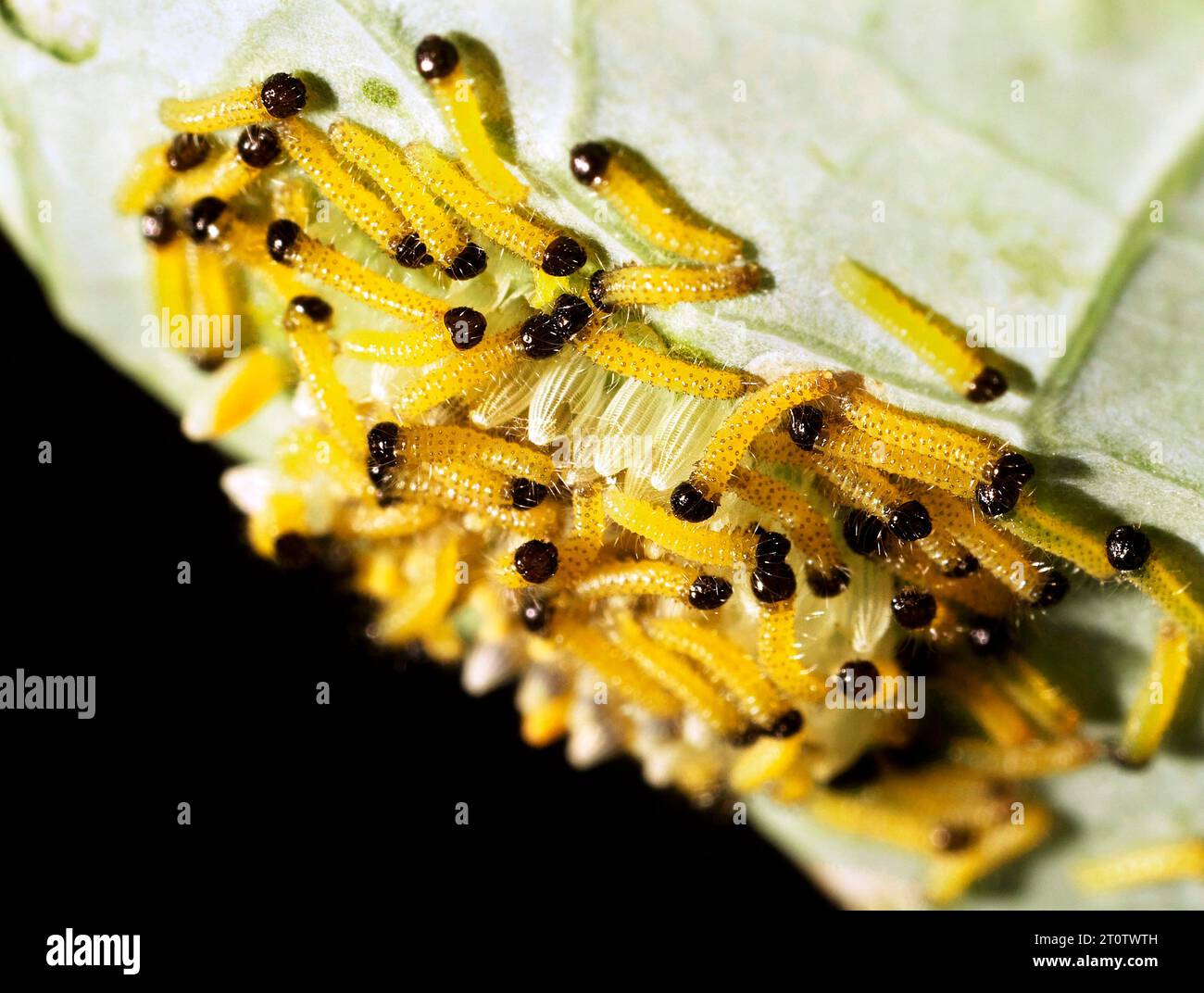 Large White Butterfly eggs emerging caterpillars. Pieris brassicae