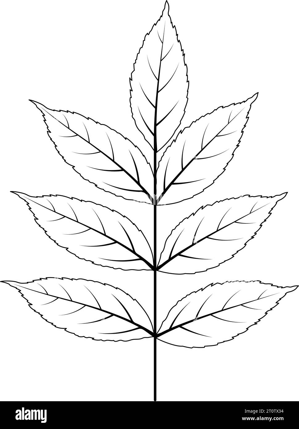 Autumn ashtree leaf. Autumn ashtree leaf in doodle sketch style