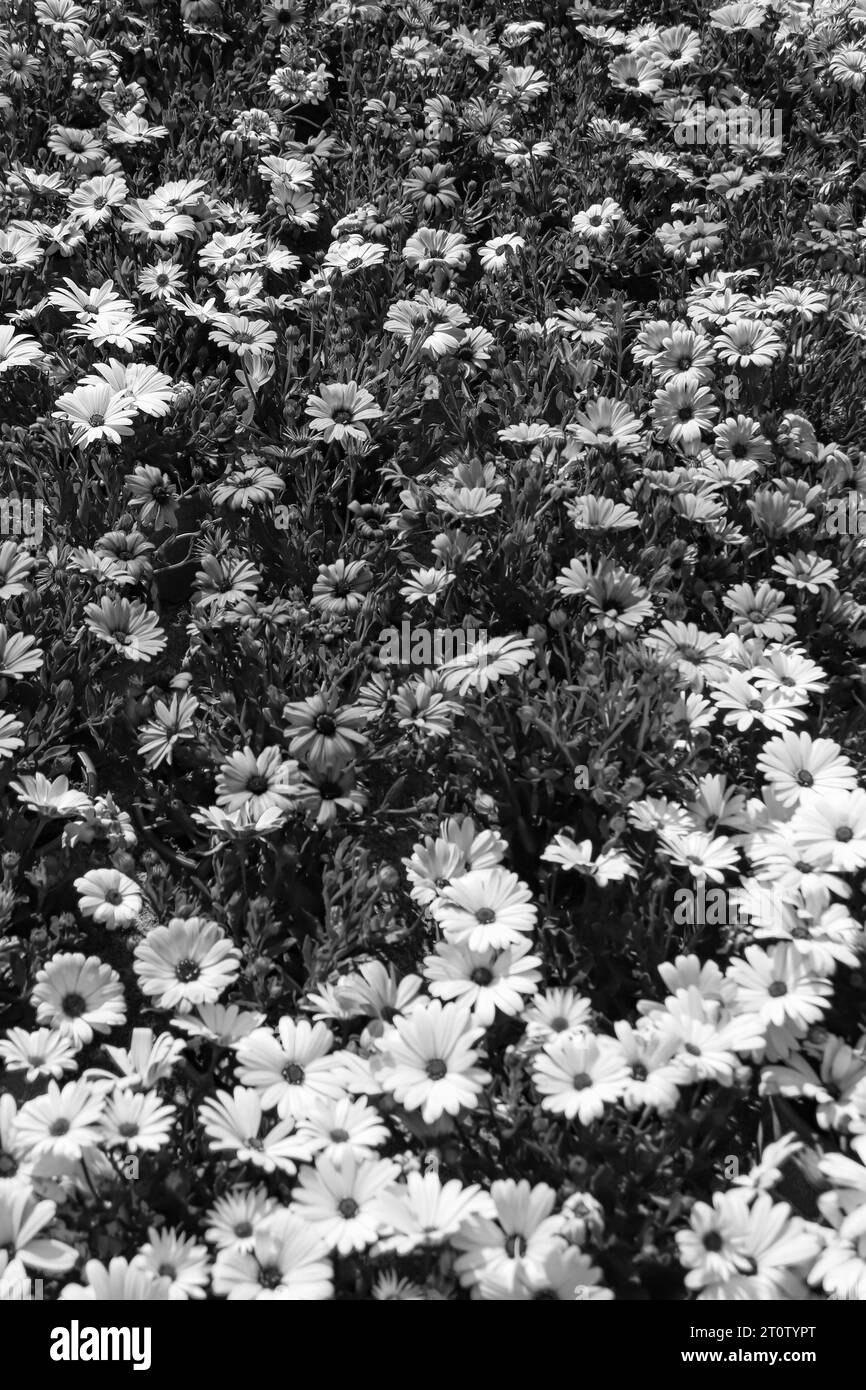 Bellis perennis, Daisy flowers growing in black and white Stock Photo