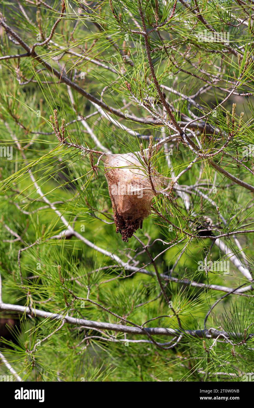 Black and white Gulf fritillary (passion butterfly) cocoon nest hanging from tree branches Stock Photo