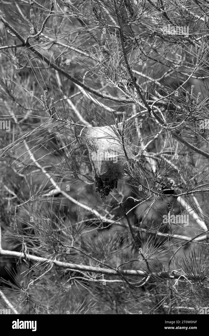 Black and white Gulf fritillary (passion butterfly) cocoon nest hanging from tree branches Stock Photo