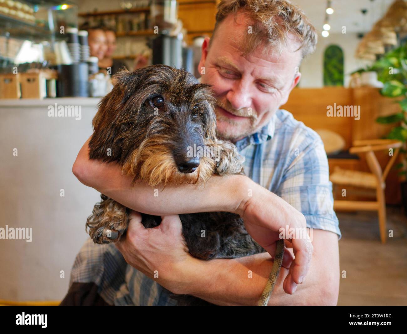 Man holding his pet wire-haired dachshund in a dog-friendly cafe, UK Stock Photo