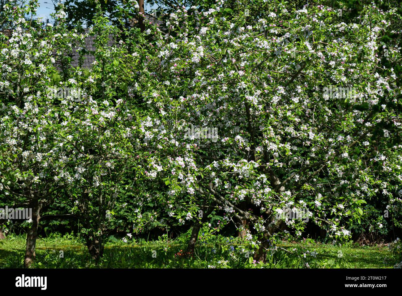 Apple trees blossom uk hi-res stock photography and images - Alamy