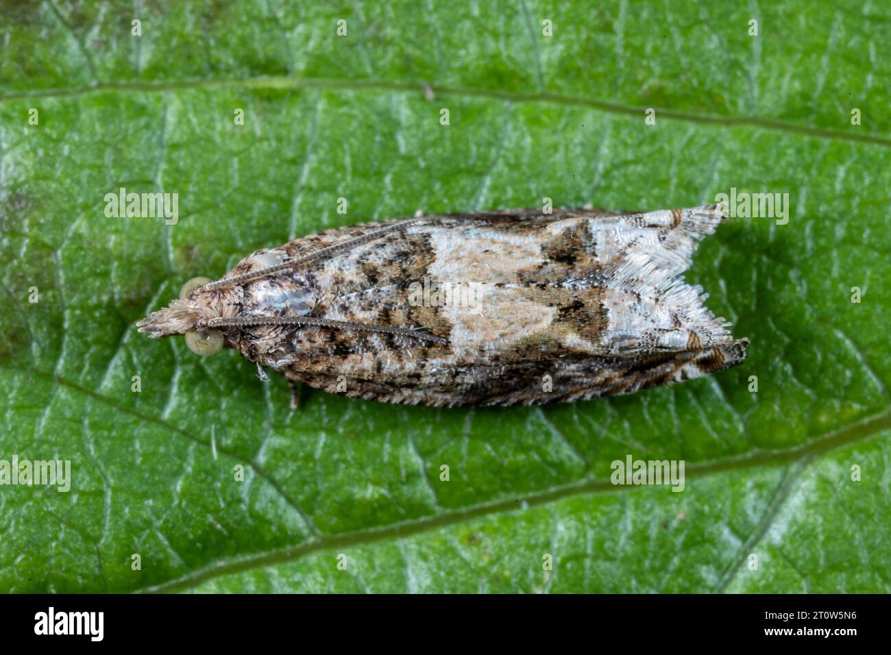 Southern Bell - Crocidosema plebejana (Tortricidae, Olethreutinae) - adult moth on a green leaf. Stock Photo
