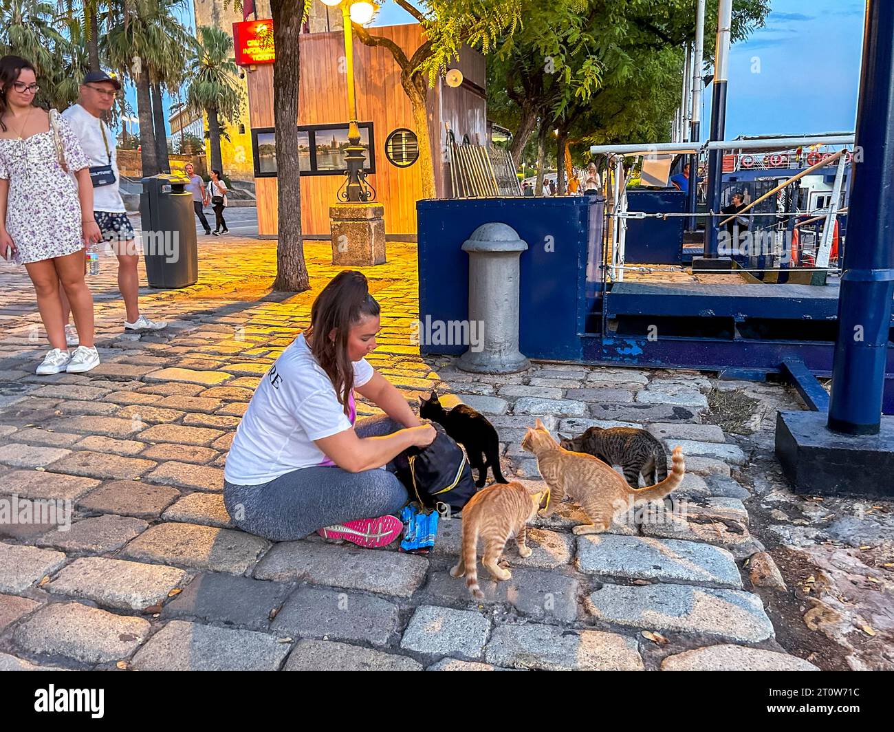 Seville, Spain, Spanish Female Teenager Feeding Stray Cats on Canal Bank, Tourists Watching, Dusk Street Scene Stock Photo