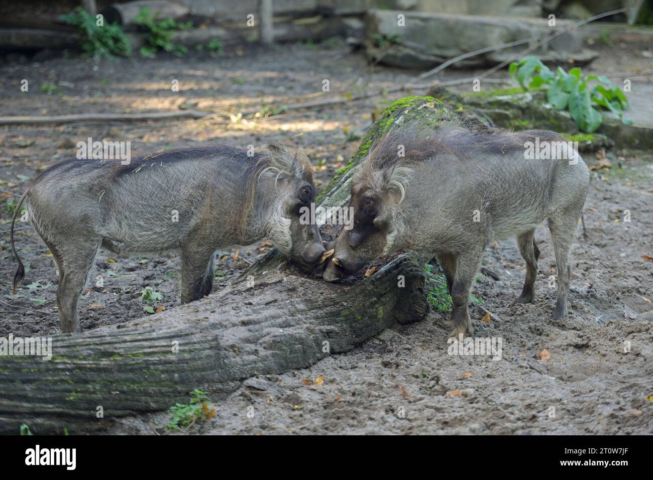 Tier Raufen Warzenschweine raufen, Zoologischer Garten, Tiergarten, Mitte, Berlin ...